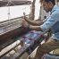 Pashmina Manufacturer